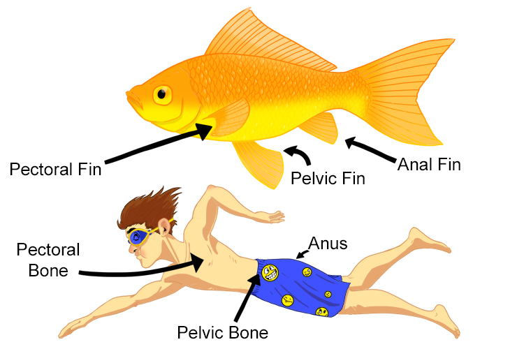 Image of fins on a fish and how comparisons can be made to the human body